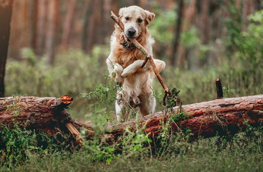 Golden retriever dog holding stick in its mouth and jumping over log in the forest. Cute purebred doggy pet labrador at nature