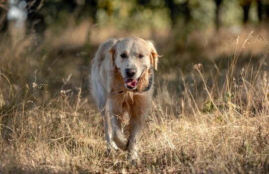 Golden retriever dog with tonque out in autumn day outdoors. Purebred pet labrador walking at nature