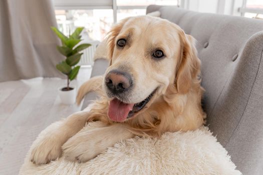 Closeup portrait of golden retriever dog lying on the grey sofa and looking at the camera