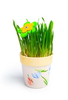 flowerpot with green grass over white background