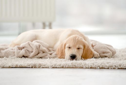 Young golden retriever sleeping on carpet at home