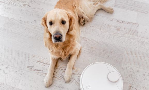Golden retriever dog lying on the floor at home with robot vacuum cleaner close to him