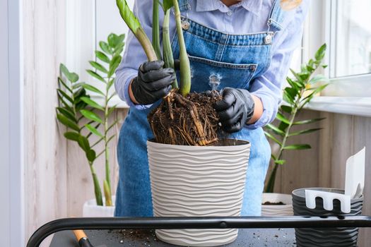 Gardener woman transplants indoor plants and use a shovel on table. Zamioculcas Concept of plants care and home garden. Spring planting. Money tree