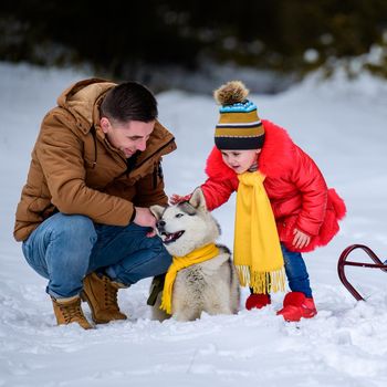 Family walk in the winter forest with huskies, happy daughter and dad playing with a dog. New Year's walk through the fairy forest.