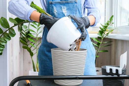 Gardener woman transplants indoor plants and use a shovel on table. Zamioculcas Concept of plants care and home garden. Spring planting. Money tree