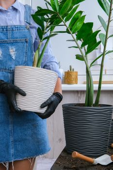 Gardener woman transplants indoor plants and use a shovel on table. Zamioculcas Concept of plants care and home garden. Spring planting. Money tree