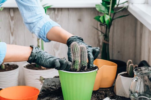 Close-up shot of female hands transplant cactus. Home garden concept. Gardening tools. Gardener's workplace. Earth in a bucket. Taking care of plants. Home spring planting