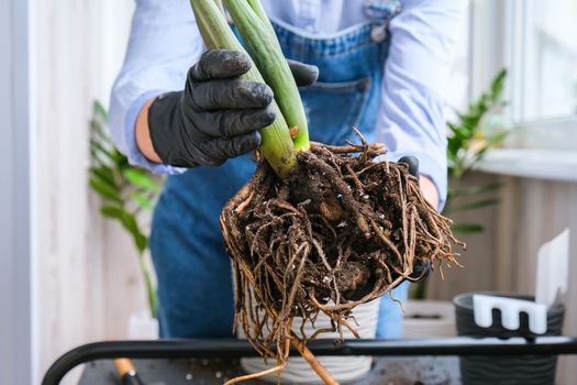 Gardener woman transplants indoor plants and use a shovel on table. Zamioculcas Concept of plants care and home garden. Spring planting. Money tree