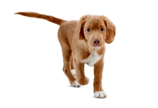 Cute frisky toller puppy running on camera isolated on white background