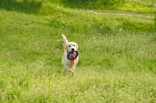 Playful dog with toy ring walking outside on blooming field