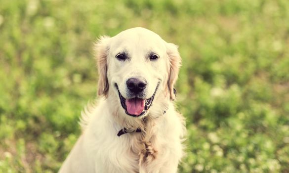 Cute golden retriever dog sitting on blooming field