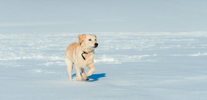 Lovely young dog walking on bright white snow
