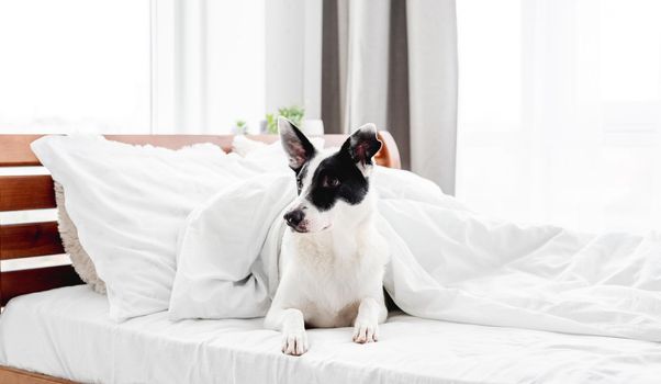 Cute dog lying in the bed under blanket in sunny room and looking back. Adorable pet doggy resting in the bedroom in the morning time
