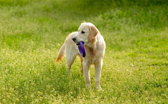 Playful dog with toy ring walking outside on blooming field