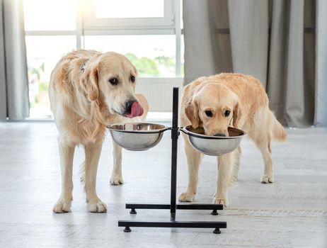 Couple of golden retrievers drinking water from bowls on stand in bright room