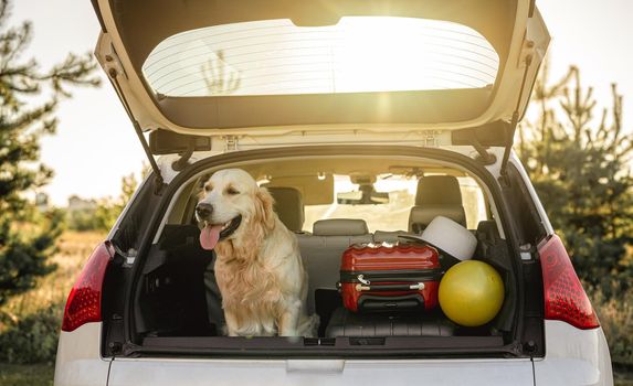 Golden retriever sitting in open car trunk next to luggage