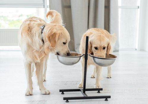 Couple of golden retrievers drinking water from bowls on stand in bright room
