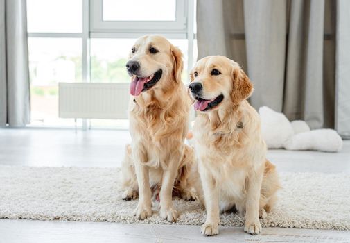 Pair of golden retriever sitting on floor at home