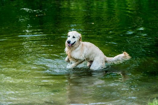 Lovely dog having fun in river alone in spring