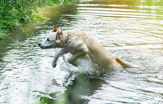 Lovely dog having fun in river alone in spring