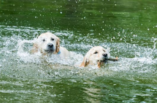 Couple of cute dogs swimming in water reflecting green trees