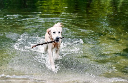 Beautiful dog walking out of water with stick in mouth