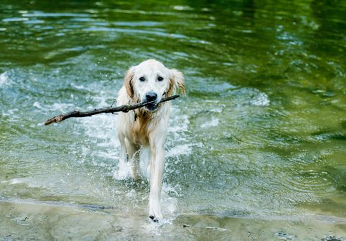 Beautiful dog walking out of water with stick in mouth