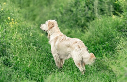 Adorable dog standing ssideways in green grass