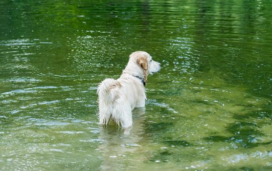 Beautiful dog standing in river reflecting green trees