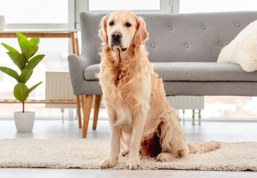 Golden retriever dog sitting on the floor at home in scandinavian interior and looking at camera