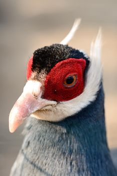 Eared blue pheasant close up, pheasant in a cage, ornithology and zoo, thick blue bird resistance.