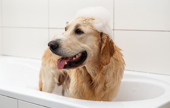 Golden retriever dog with soap foam on head during washing at bathroom