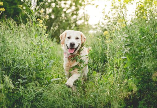 golden retriever running on blooming meadow