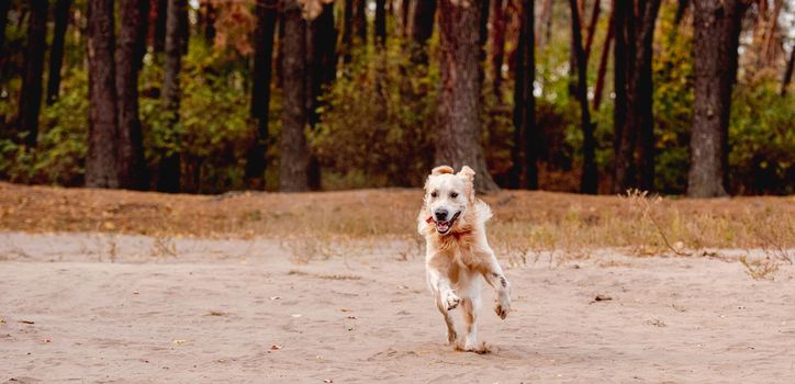 Golden retriever dog running on sand in front of pine forest, panoramic