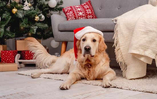 Golden retriever dog in new year hat lying in room decorated for christmas