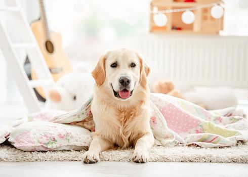 Cute golden retriever covered with blanket in children's room