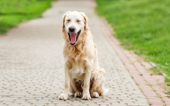 Yawning golden retriever sitting on paved park alley