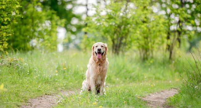 Adorable golden retriever dog sitting outdoors in green grass at the nature in summer time. Beautiful portrait of doggy pet with tonque out during walk in park