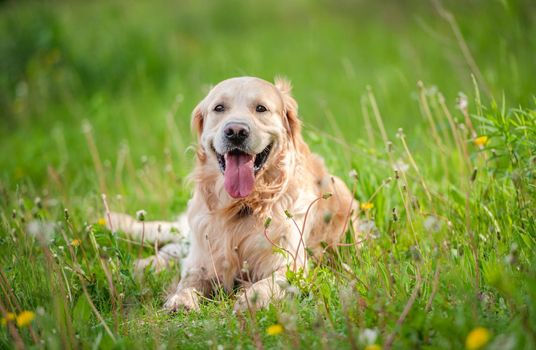 Golden retriever dog lying in green grass outdoors in sunny day in summer time. Adorable doggy pet resting during walk outside