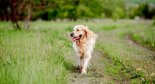 Old adorable golden retriever dog walking at the nature with tonque out feeling thirst in hot sunny day. Portrait of doggy pet labrador in summer park with green grass