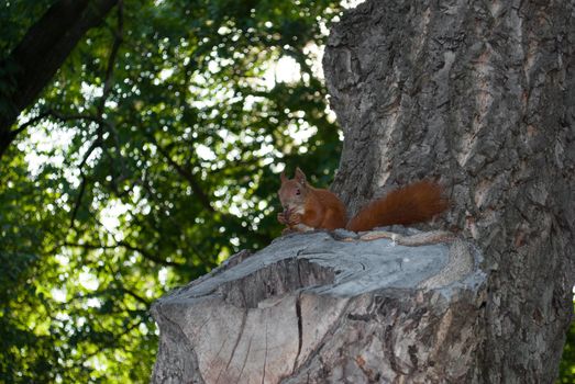 Portrait of a squirrel sitting on a tree in the forest on a sunny day.