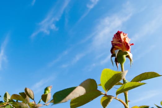 beautiful bush of red roses in a summer morning garden against a bright summer day and a blue sky. copy space.