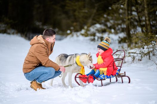 father with daughter on a walk in the woods, daughter sitting on a sleigh and playing with a husky, a cheerful family with a dog.new