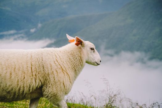 sheeps on mountain farm on cloudy day. Norwegian landscape with sheep grazing in valley. Sheep on mountaintop Norway. Ecological breeding. Sheep eat boxwood. Ewe sheep grazing on pasture in mountain.