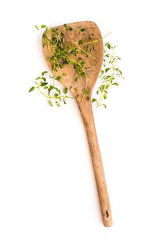fresh thyme herb on a wooden spoon isolated on white background