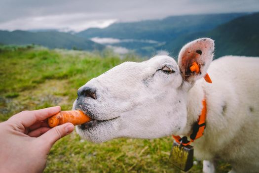 sheeps on a mountain farm on a cloudy day. A woman feeds a sheep in the mountains of norway. A tourist gives food to a sheep. Idyllic landscape of sheep farm in Norway. Content Sheep, in Norway.