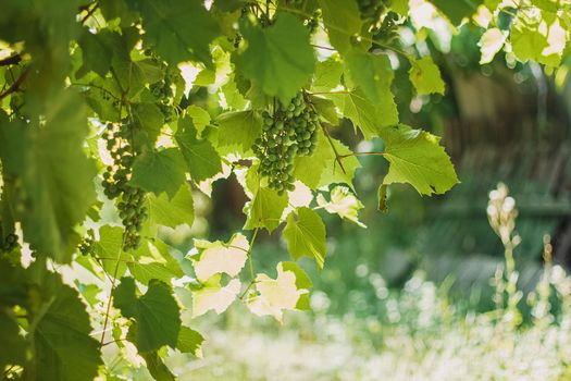 Young grape vine on the blurred green background in bright sun Rays.