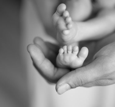 tiny sweet newborn feet in human palm, black and white photo