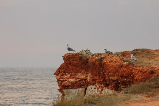 A group of wild seagulls on the rock over the ocean or sea.