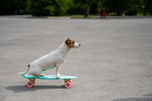 Jack russell terrier dog rides a penny board outdoors.